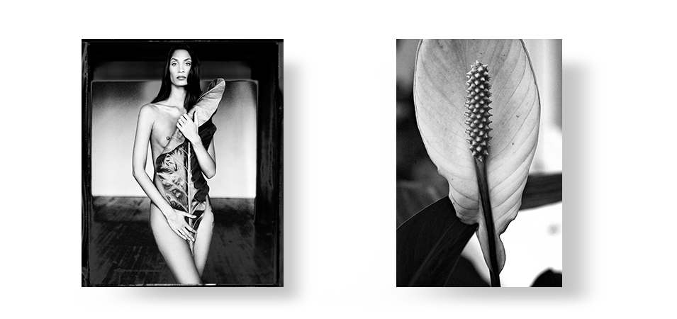 BOTANICA-7